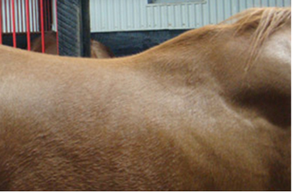 CSI Saddle Pads Shims can help with Shoulder Pockets