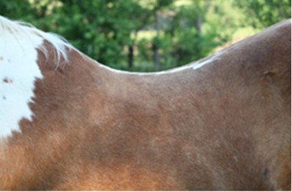 CSI Saddle Pads Shims can help with Sway Back